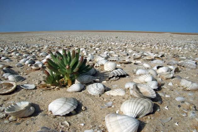 Creative Highlights World Muscheln auf der Sandbank des Nationalparks Banc dArguin, Mauretanien, Afrika *** Mussels at the Sandbank of National Parks Banc dArguin, Mauritania, Africa Copyright: imageBROKER/alimdix/xArterrax/xMaricaxvanxderxMeer ibltsm09667654.jpg