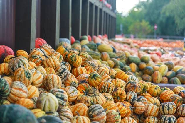 Kürbis Saison 2023 Deutschland, Brandenburg am 24.09.2023: Verschiedene Kürbisse liegen in der Auslage auf einem Markt. *** Pumpkin season 2023 Germany, Brandenburg on 24 09 2023 Different pumpkins lie in the display on a market