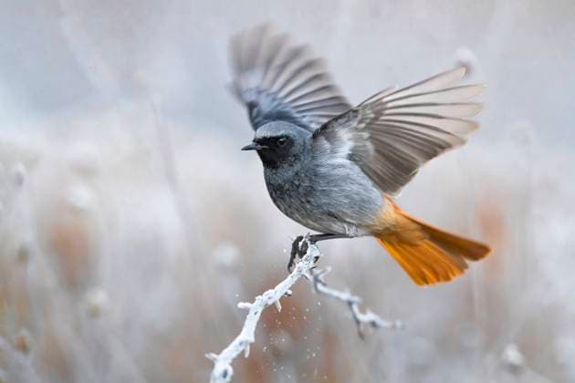 Gibraltar-Hausrotschwanz, Gibraltar-Haus-Rotschwanz, Gibraltarhausrotschwanz (Phoenicurus ochruros gibraltariensis, Phoenicurus gibraltariensis), Maennchen im Winter, landet auf einem Zweig, Italien, Toskana Gibraltar black redstart (Phoenicurus ochruros gibraltariensis, Phoenicurus gibraltariensis), male in winter, landing on a branch, Italy, Tuscany BLWS695107 *** Gibraltar House Redstart, Gibraltar House Redtail, Gibraltar Redstart Phoenicurus ochruros gibraltariensis, Phoenicurus gibraltariensis , Men at Winter, lands at a Branch, Italy, Tuscany Gibraltar Black redstart Phoenicurus ochruros gibraltariensis, Phoenicurus gibraltariensis , Male in winter, Landing ON a branch, Italy, Tuscany BLWS695107 Copyright: xblickwinkel AGAMI D.xOcchiatox