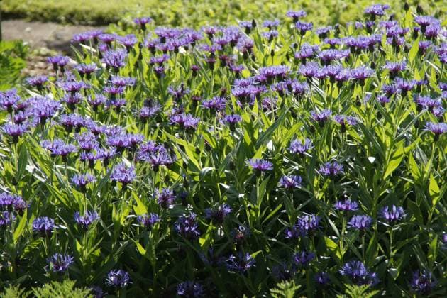 Centaurea montana, Bergflockenblume, mountain cornflower Centaurea montana, Bergflockenblume, mountain cornflower Copyright: xZoonar.com PeterxHimmelhuberx 20325885