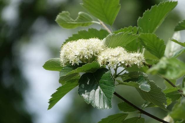 Sorbus eystettensis, Eichstaetter Mehlbeere, Eichstaetter whitebeam Sorbus eystettensis, Eichstaetter Mehlbeere, Eichstaetter whitebeam Copyright: xZoonar.com PeterxHimmelhuberx 20330272