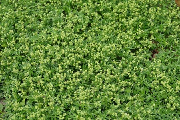Alchemilla alpina, Alpen-Frauenmantel, alpine ladys mantle Alchemilla alpina, Alpen-Frauenmantel, alpine ladys mantle Copyright: xZoonar.com PeterxHimmelhuberx 20339131