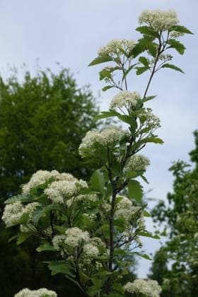 Sorbus hohenesteri, Hohenester Mehlbeere, Hohenester whitebeam Sorbus hohenesteri, Hohenester Mehlbeere, Hohenester whitebeam Copyright: xZoonar.com PeterxHimmelhuberx 20339141