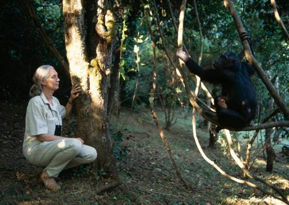 IMAGO ICONS: Jane Goodall DR. JANE GOODALL DR. J. GOODALL with chimpanzees Pan troglodytes schweinfurthii Gombe National park Tanzania., Credit:DAVID HIGGS Avalon  Copyright: xDAVIDxHIGGSx xAvalonx 0515895250