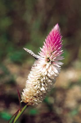 Celosia Argentea. Family: Amaranthaceae. A widespread weed. The flowers are dried displayed. The tender leaves of the young plant can be cooked and eaten. Celosia Argentea. Family: Amaranthaceae. A widespread weed. The flowers are dried displayed. The tender leaves of the young plant can be cooked and eaten. Copyright: xZoonar.com RealityImagesx 20426999
