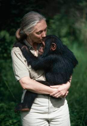 IMAGO ICONS: Jane Goodall JANE GOODALL JANE GOODALL comforting young chimpanzee Chimfunshi Sanctuary, Zambia, Credit:Stephen Robinson Avalon  Copyright: xStephenxRobinsonx xAvalonx 0516119217