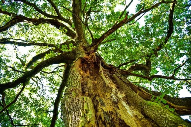 Old Oak Quercus with gespaltenem Tribe, Bavaria, Germany, Europe Copyright: imageBROKER alimdix xReinholdxRatzer ibxohh09683784.jpg