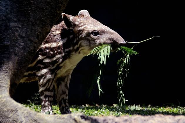 (231004) -- MALANG, Oct. 4, 2023 -- A four-week-old female Brazilian Tapir, named Paulina, eats leaves at Batu Secret Zoo in Malang, East Java, Indonesia, Oct. 4, 2023. The World Animal Day is celebrated annually on Oct. 4. (Photo by Xinhua) INDONESIA-MALANG-BRAZILIAN TAPIR-WORLD ANIMAL DAY AdityaxHendra 