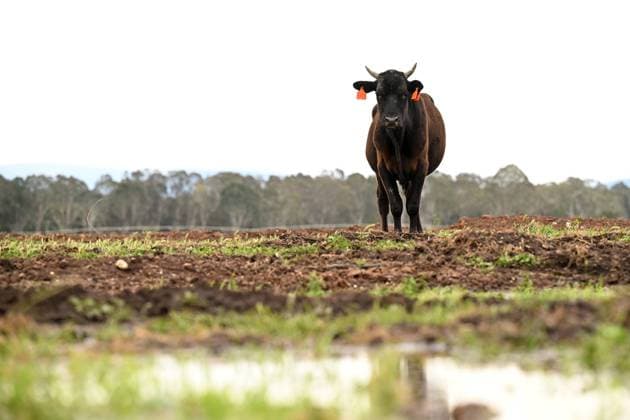 News Bilder des Tages VIC FLOODS, Cattle are seen as floodwater inundates farm land in eastern Victoria, Thursday, October 5, 2023. Victoria s river systems are flooding after days of heavy rain, especially in the east where residents have been told to leave due to increased threat. ( NO ARCHIVING, EDITORIAL USE ONLY, NO USE IN BOOKS WITHOUT CONSENT XXX XXX VIC AUSTRALIA  Copyright: xJAMESxROSSx 20231005001849008089