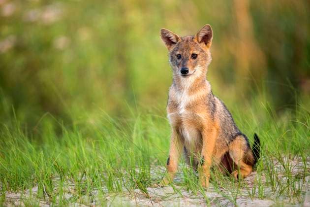 Europaeischer Schakal, Eurasischer Schakal, Europaeischer Gold-Schakal, Europaeischer Goldschakal, Goldschakal, Gold-Schakal (Canis aureus moreoticus, Canis moreoticus), Welpe sitzt im Gras, Vorderansicht, Rumaenien, Donaudelta Eurasian golden jackal, European jackal (Canis aureus moreoticus, Canis moreoticus), whelp sitting on grass, front view, Romania, Danube Delta BLWS694121 *** european Jackal, Eurasian Jackal, european Gold Jackal, european Golden Jackal, Golden Jackal, Gold Jackal Canis aureus moreoticus, Canis moreoticus , Puppy sits at Grass, Front view, Romania, Danube Delta EURASIAN Golden jackal, European Jackal Canis aureus moreoticus, Canis moreoticus , whelp Sitting ON grass, Front view, Romania, Danube Copyright: xblickwinkel AGAMI O.xDiezx