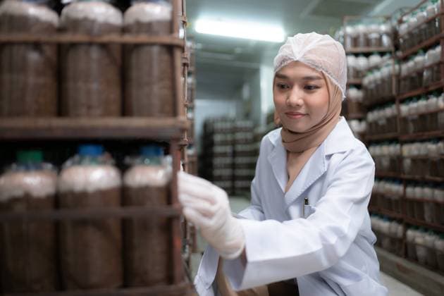 Young asian muslim female scientist doing research at a mushroom factory, investigating the growth of fungi in mushroom lumps. in a sterile and temperature-controlled room Young asian muslim female scientist doing research at a mushroom factory, investigating the growth of fungi in mushroom lumps. in a sterile and temperature-controlled room ,model released, Symbolfoto Copyright: xZoonar.com WosunanxPhotostoryx 20517130 ,model released, Symbolfoto ,property released