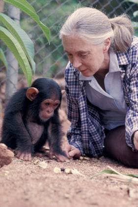 Jane Goodall Personality Jane Goodall Wi.......... Jane Goodall Personality Jane Goodall With young Chimpanzee, Credit:K & K Ammann Avalon  Copyright: xKx&xKxAmmannx xAvalonx 0517384479