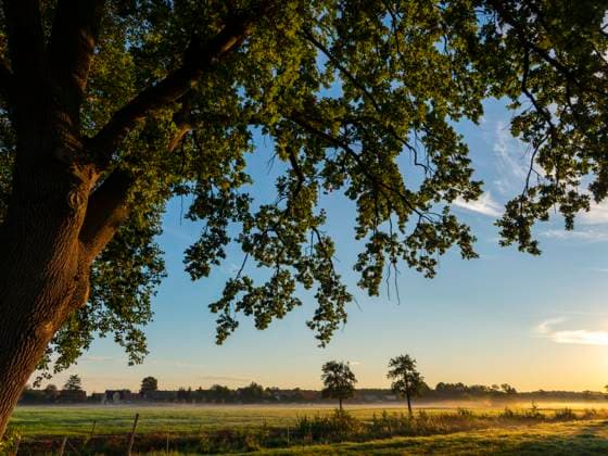 Morgennebel über den Wiesen, großer Baum und leuchtende Sonnenstrahlen, Schlepzig, Spreewald, Brandenburg, Deutschland, Europa *** Morning mist via the Meadows, Big Tree and Shining Sun rays, Schlepzig, Spreewald, Brandenburg, Germany, Europe Copyright: imageBROKER BerndxBieder ibxbmb09678589.jpg