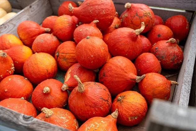 Gablingen, Bavaria, Germany - 7 October 2023: Pumpkin harvest, harvested pumpkins at a wooden sales stand in autumn. Pumpkin sale directly from the farmer, variety Hokkaido *** Kürbisernte, geerntete Kürbisse an einem Verkaufsstand aus Holz im Herbst. Kürbis Verkauf direkt vom Landwirt, Sorte Hokkaido