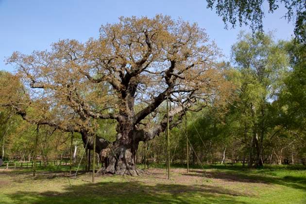 UK, England, Nottinghamshire, Edwinstowe.......... UK, England, Nottinghamshire, Edwinstowe, The Major Oak, Credit:Frank Fell Avalon England  Copyright: xFrankxFellx xAvalonx 0517948526
