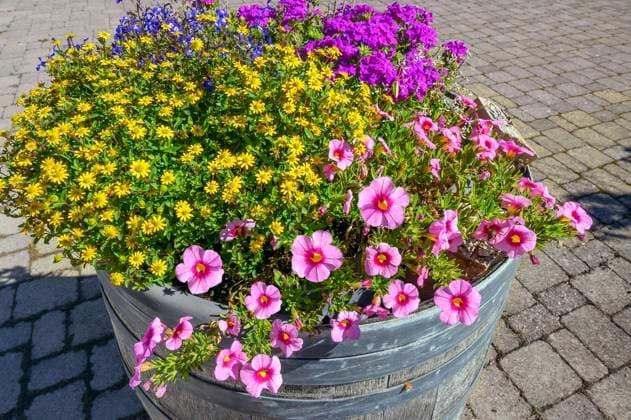  Petunien (Petunia), Husarenknöpfchen (Sanvitalia procumbens) und Polster-Phlox (Phlox subulata), im Holzschaff, Allgäu, Bayern, Deutschland, Europa *** Petunias Petunia , Husarenknöpfchen Sanvitalia procumbens and Cushion Phlox Phlox subulata , at Wooden sheep, Allgäu, Bavaria, Germany, Europe Copyright: imageBROKER/ManfredxBail ibxabc09701499.jpg
