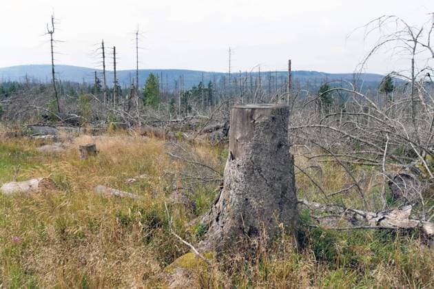 News Bilder des Tages Klimawandel-Baumsterben im Nationalpark Harz nahe des Brocken zwischen Torfhaus und Oderbrueck Klimawandel-Baumsterben in Deutschland *** Climate change tree death in Harz National Park near Brocken between Torfhaus and Oderbrueck Climate change tree death in Germany