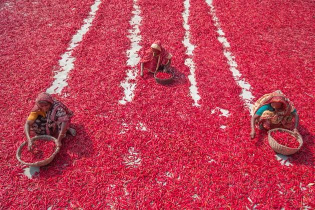 Bilder des Jahres 2023, News 10 Oktober News Themen der Woche KW41 News Bilder des Tages October 11, 2023, Bogura, Rajshahi, Bangladesh: Women workers sort through millions of red chilli peppers which create a sea of red covering acres of land. They receive Â£3 per day and slowly move forward with their baskets to separate the bad from the good after the chillies have been dried in the sun for a week. More than 1000 female workers work in almost 100 chilli farms in Bogura district, Bangladesh to supply local spice companies with chillies for use in their recipes. Bogura Bangladesh - ZUMAr337 20231011_zip_r337_015 Copyright: xMustasinurxRahmanxAlvix