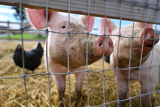 Pigs wait for food at Burgers farm. Harvesting cabbage at Burger s farm in Drums, Pennsylvania. Burger s Family farm works with other farmers in the community to sell a variety of fruits and vegetables. Drums United States Copyright: xAimeexDilgerx xSOPAxImagesx 10112023_BurgersFarm010