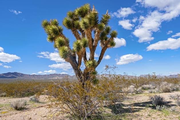 Creative Highlights World Josua Palmlilie (Yucca brevifolia), Yuccapalme im Mojave National Preserve in der Mojavewüste im San Bernardino County, Kalifornien, Vereinigte Staaten *** Joshua Palm lily Yucca brevifolia , Yucca Palm at Mojave National Preserve in the Mojavewüste at San Bernardino County, California, United States Copyright: imageBROKER/alimdix/xArterrax/xMaricaxvanxderxMeer ibltsm09718318.jpg