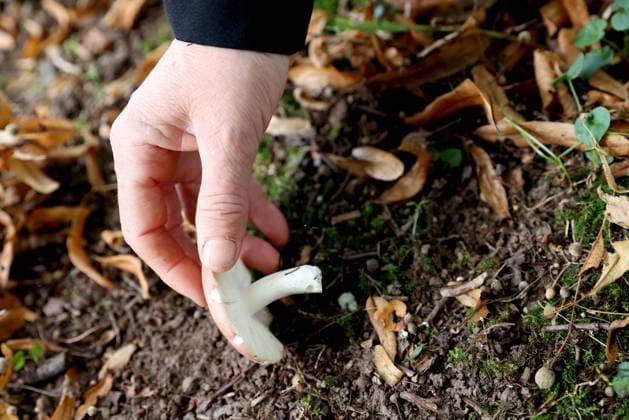 21.09.2023 Pilze sammeln im Wald *** 21 09 2023 Mushroom picking in the forest