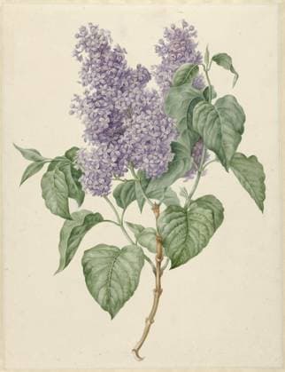 RECORD DATE NOT STATED Branch with purple lilacs, 1786-1838. Copyright:xHeritagexArt HeritagexImagesxMariaxGeertruidaxSnabiliex IMAGO, ! ACHTUNG: AUFNAHMEDATUM GESCHÄTZT!  Copyright:HeritagexArt HeritagexImagesxMariaxGeertruidaxSnabiliex IMAGO