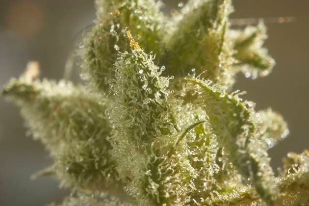 Inflorescence of marijuana with a very high level of enlargement where you can see the resin crystals produced in its flowering phase. Magnification of a marijuana flower Copyright: xFilippoxCarlotx COMM (4302)