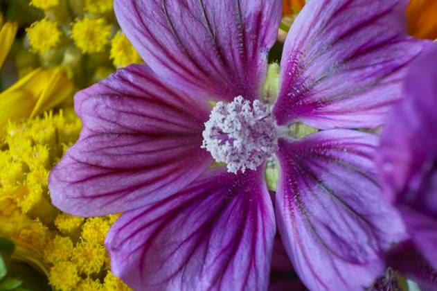 Detail of the purple petals and filaments of a purple flower, detail and detail visible thanks to the macro shooting. petals Copyright: xFilippoxCarlotx COMM (5397)
