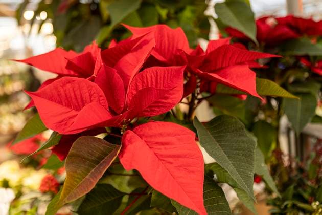 Poinsettia plant detail Poinsettia plant detail in a shop Poinsettia plant detail Copyright: xFilippoxCarlotx COMM (557)