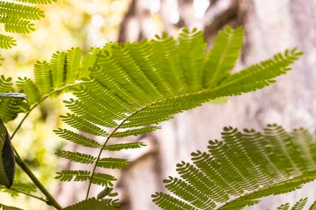 IMAGO Creative, Jahreszeit Frühling, Licht und Sonne Fern leaves in nature Fern leaves detail - Fern leaves in nature Fern leaves in nature Copyright: xFilippoxCarlotx COMM (576)