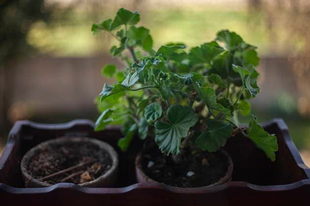 Detail of Potted geranium on the window Potted geranium on the window Copyright: xFilippoxCarlotx COMM (776)