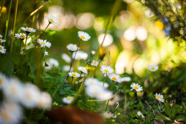 Close up shot of Flowers daisy spring bokeh. Selective focus shot Flowers daisy spring bokeh Copyright: xFilippoxCarlotx COMM (789)