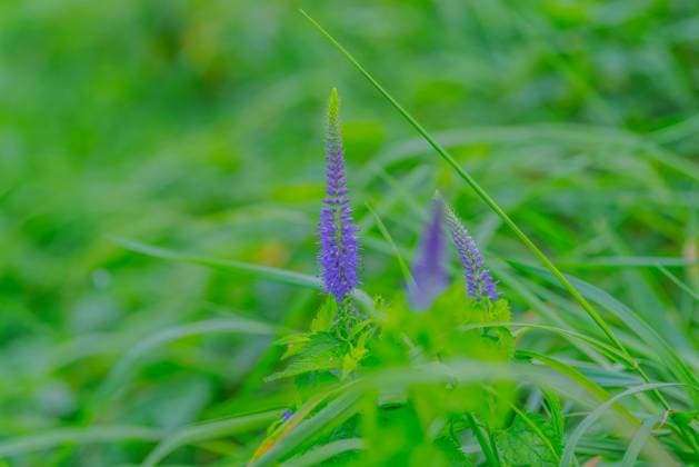 Langblättriger Ehrenpreis (Veronica longifolia), Neustadt am Rübenberge, Niedersachsen, Deutschland, Europa *** Langblättriger Prize of honor Veronica longifolia , Neustadt on Beet Mountains, Lower Saxony, Germany, Europe Copyright: imageBROKER KarstenxJeltsch ibxkje09725586.jpg