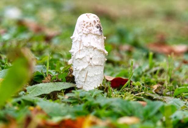  Schopftintling (Coprinus comatus) *** Crested Tinny Coprinus comatus Copyright: imageBROKER/RalfxHoppe ibxrfh09745234.jpg