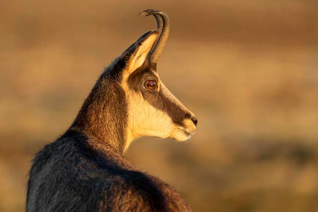 Gemse, Gämse (Rupicapra rupicapra) auf einer Wiese, wildlife, Vogesen, Frankreich, Europa *** Chamois, Chamois Rupicapra Rupicapra at a Meadow, wildlife, Vosges, France, Europe Copyright: imageBROKER RonaldxWittek ibxron09750638.jpg