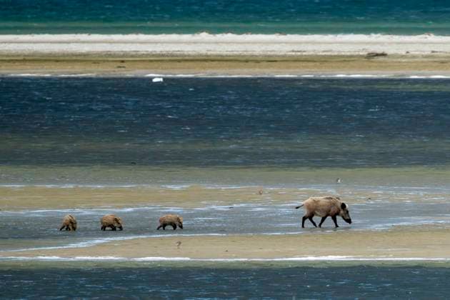  Wildschwein (Sus scrofa), Bache mit Frischlingen am Strand, wildlife, Nationalpark Vorpommersche Boddenlandschaft, Zingst, Mecklenburg-Vorpommern, Deutschland, Europa *** Wild boar Sus scrofa , Bache with Newborns on Beach, wildlife, National Park Western Pomerania Bodden landscape, Zingst, Mecklenburg Western Pomerania, Germany, Europe Copyright: imageBROKER/RonaldxWittek ibxron09750743.jpg