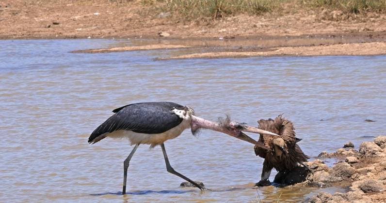 Creative Highlights World Afrikanischer Weißrückengeier (gyps africanus), stehend im Wasser, Marabu (Leptoptilos crumeniferus) Storch, Nairobi Park in Kenia *** African White-backed vulture Gyps africanus , standing at Water, Marabu Leptoptilos crumeniferus Stork, Nairobi Park in Kenya Copyright: imageBROKER/LaczxGerard ibxlag09734892.jpg