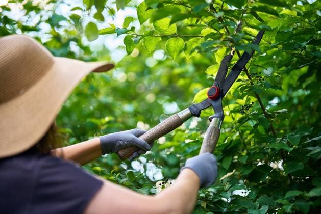 Female gardener trimming plants using hedge shears professional scissors Female gardener trimming plants using hedge shears professional scissors. Garden maintenance job. ,model released, Symbolfoto Copyright: xZoonar.com ViktorxGladkovx 20561509 ,model released, Symbolfoto ,property released