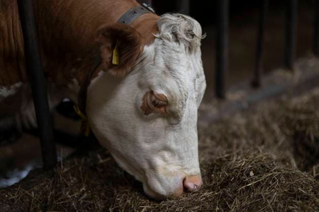 Milchkühe im Stall: Zwischen Komfort und Produktion , Food, Deutschland, 20.10.2023, Milchkühe verbringen oft einen Großteil ihres Lebens in Ställen, um optimal gefüttert und gemolken zu werden. Ein gut gestalteter Stall bietet den Kühen Komfort und Schutz vor Witterungseinflüssen. *** Dairy cows in barns Between comfort and production , Food, Germany, 20 10 2023, Dairy cows often spend much of their lives in barns for optimal feeding and milking A well-designed barn provides cows with comfort and protection from the elements