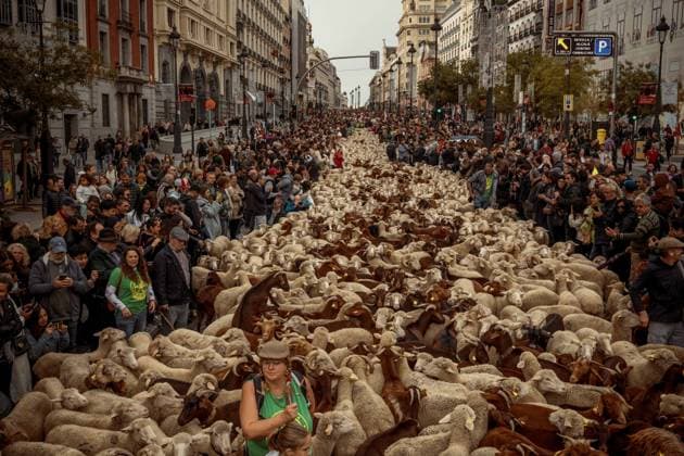 Bilder des Jahres 2023, Entertainment 10 Oktober Entertainment Themen der Woche KW42 Entertainment Bilder des Tages October 22, 2023, Madrid, Madrid, Spain: More than 1200 sheep and goats invade the Spanish capital during the annual Trashumancia or Transhumance festival as they stomp through the elegant streets. Madrid Spain - ZUMAo105 20231022_fap_o105_023 Copyright: xMatthiasxOesterlex