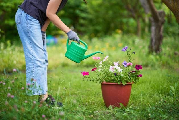 Woman gardening. Female watering flowers in her backyard on summer day. Woman gardening. Female watering flowers in her backyard on summer day. Floriculture. Flower care Copyright: xZoonar.com ViktorxGladkovx 20583311