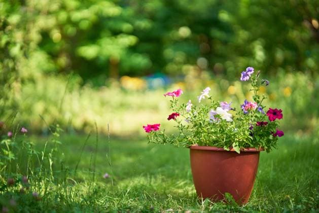 Pot with flowers sits on green grass in the garden with copy space. Nature background. Pot with flowers sits on green grass in the garden with copy space. Nature background. Outdoors concept Copyright: xZoonar.com ViktorxGladkovx 20583323