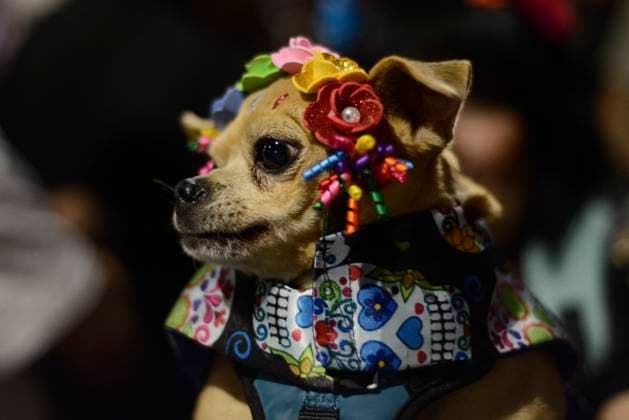 Caterinas Mega Parade - Mexico City A dog is seen during the Annual Mega Parade of Catrinas 2023 as part of Day of the Dead (Dia de Muertos) celebration at Reforma Avenue. Mexico City, Mexico, October 22, 2023. Photo by Carlos Tischler Eyepix Group ABACAPRESS.COM Mexico City Mexico  Copyright: xTischlerxCarlos Eyepix ABACAx 872841_010 TischlerxCarlos Eyepix ABACAx 872841_010