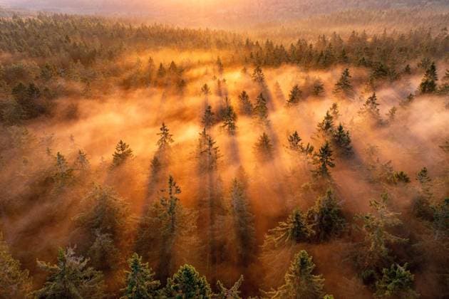 Creative Highlights World Sonnenaufgang im Taunus Die aufgehende Sonne scheint am Morgen durch Nebelschwaden im Wald am Großen Feldberg im Taunus., Schmitten Hessen Deutschland *** Sunrise in Taunus The rising sun shines in the morning through clouds of fog in the forest at Großer Feldberg in Taunus , Schmitten Hesse Germany