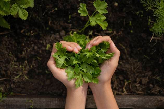 Girl holding parsley in garden model released, Symbolfoto, LESF00343