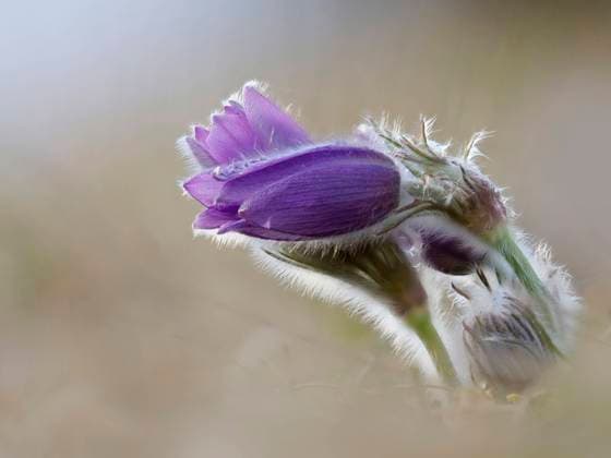 Head of blooming pasqueflower (Pulsatilla vulgaris), Zimmerholz Baden-Württemberg Deutschland BSTF00231