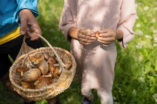 Father and daughter collecting mushrooms in basket in forest model released, Symbolfoto, LESF00417