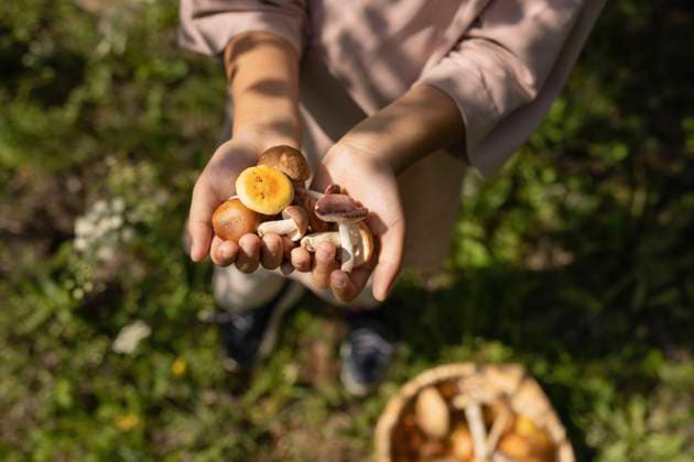Girl holding mushrooms in forest model released, Symbolfoto, LESF00420