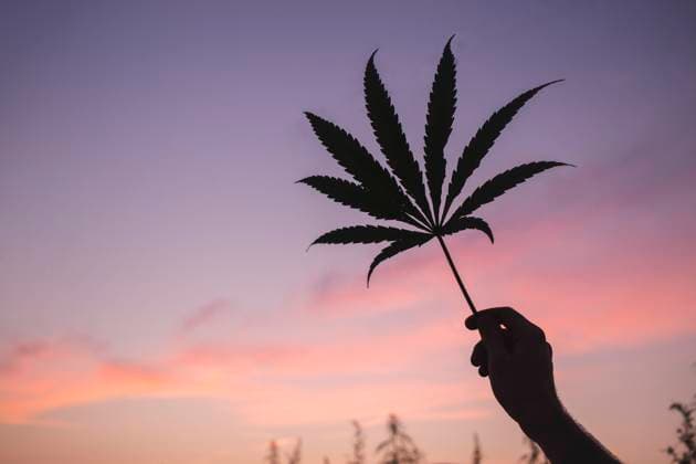 Hand of man holding cannabis leaf at sunset model released, Symbolfoto, PCLF00697