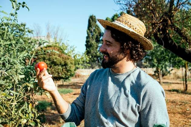 Happy farmer picking tomato in garden model released, Symbolfoto, GDBF00093